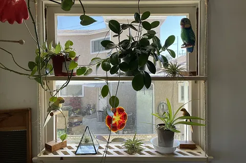window greenhouse shelf